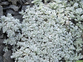 Ewartia planchonii